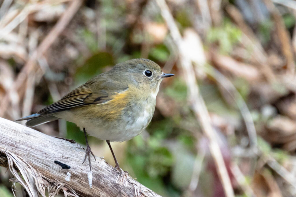 ルリビタキ／メス