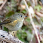 【画像】何種類くらいの野鳥を探せる？　「小宮公園」で野鳥観察【関東エリア】 〜 画像1