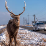 【画像】日本の森を象徴するメガファウナ！　ニホンジカの生態と自然を破壊する問題点 〜 画像1