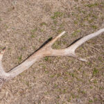 【画像】日本の森を象徴するメガファウナ！　ニホンジカの生態と自然を破壊する問題点 〜 画像1