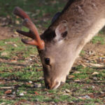 【画像】日本の森を象徴するメガファウナ！　ニホンジカの生態と自然を破壊する問題点 〜 画像1