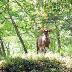 【画像】日本の森を象徴するメガファウナ！　ニホンジカの生態と自然を破壊する問題点 〜 画像1