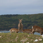 【画像】日本の森を象徴するメガファウナ！　ニホンジカの生態と自然を破壊する問題点 〜 画像1
