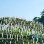 【画像】日本の森を象徴するメガファウナ！　ニホンジカの生態と自然を破壊する問題点 〜 画像1