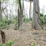 【画像】日本の森を象徴するメガファウナ！　ニホンジカの生態と自然を破壊する問題点 〜 画像1