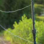 【画像】日本の森を象徴するメガファウナ！　ニホンジカの生態と自然を破壊する問題点 〜 画像1