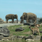 【画像】迫力満点過ぎる！　動物たちが間近に感じられるおすすめの「サファリパーク」3選 〜 画像1