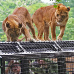 【画像】迫力満点過ぎる！　動物たちが間近に感じられるおすすめの「サファリパーク」3選 〜 画像1