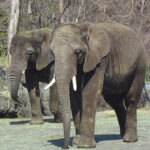 【画像】迫力満点過ぎる！　動物たちが間近に感じられるおすすめの「サファリパーク」3選 〜 画像1