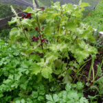 【画像】広い庭がないからって諦めない……！　ベランダを上手に活用して「家庭菜園」を楽しもう 〜 画像1