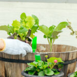 【画像】広い庭がないからって諦めない……！　ベランダを上手に活用して「家庭菜園」を楽しもう 〜 画像1