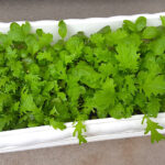 【画像】広い庭がないからって諦めない……！　ベランダを上手に活用して「家庭菜園」を楽しもう 〜 画像1