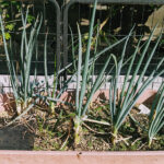 【画像】広い庭がないからって諦めない……！　ベランダを上手に活用して「家庭菜園」を楽しもう 〜 画像1