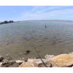 【画像】浜名湖の超浅瀬で奇跡の黒鯛釣り？　「こんな釣ってる人みたことない」と絶賛の声が続出 〜 画像1