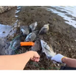【画像】浜名湖の超浅瀬で奇跡の黒鯛釣り？　「こんな釣ってる人みたことない」と絶賛の声が続出 〜 画像1