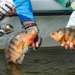 【画像】黒船来航!?　米国発の釣具ブランド「KastKing」が日本上陸「フィッシングショーOSAKA 2026」で全貌が明らかに 〜 画像1