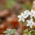 春を感じる日本固有種の花