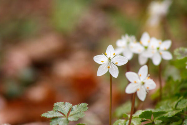 春を感じる日本固有種の花