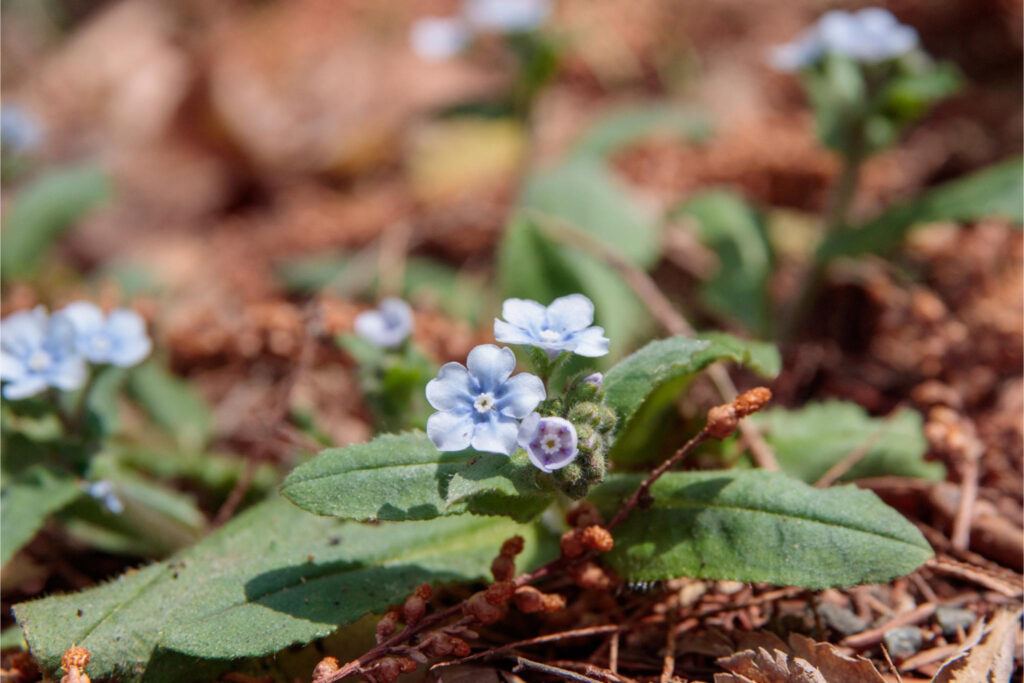 春を感じる日本固有種の花