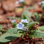 【画像】花好きさんに大人気！　春を感じる日本固有種の花7選 〜 画像1