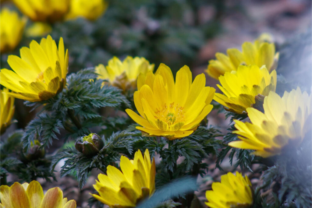 春を感じる日本固有種の花