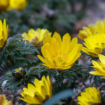 【画像】花好きさんに大人気！　春を感じる日本固有種の花7選 〜 画像1