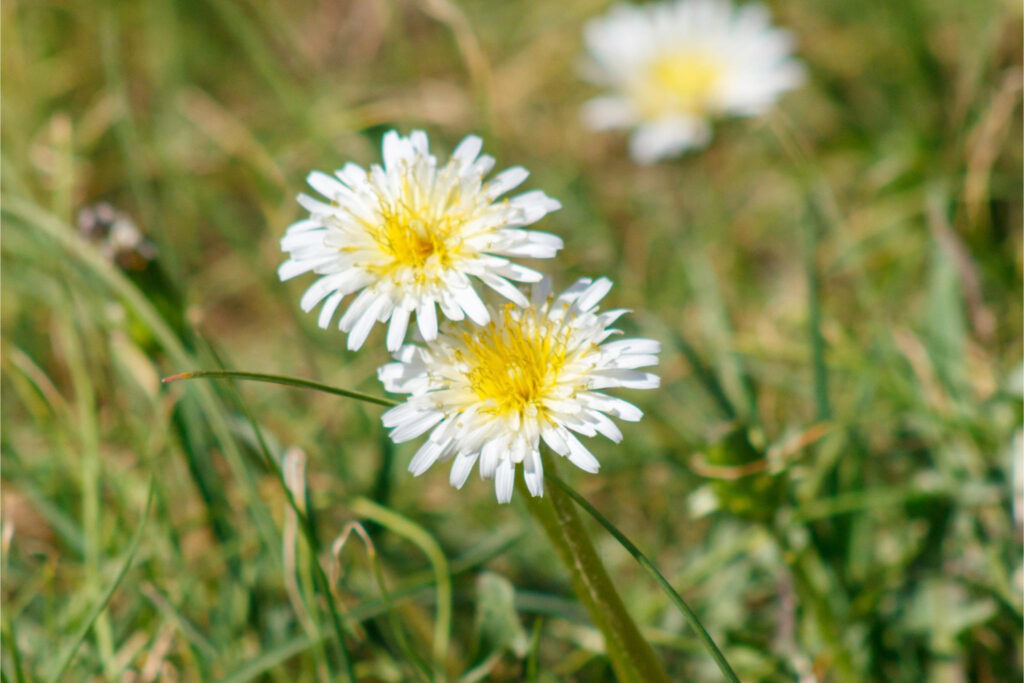 春を感じる日本固有種の花
