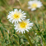 【画像】花好きさんに大人気！　春を感じる日本固有種の花7選 〜 画像1