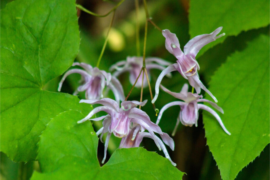 春を感じる日本固有種の花