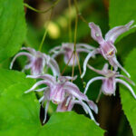 【画像】花好きさんに大人気！　春を感じる日本固有種の花7選 〜 画像1