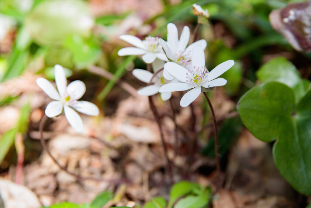春を感じる日本固有種の花