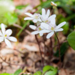 【画像】花好きさんに大人気！　春を感じる日本固有種の花7選 〜 画像1