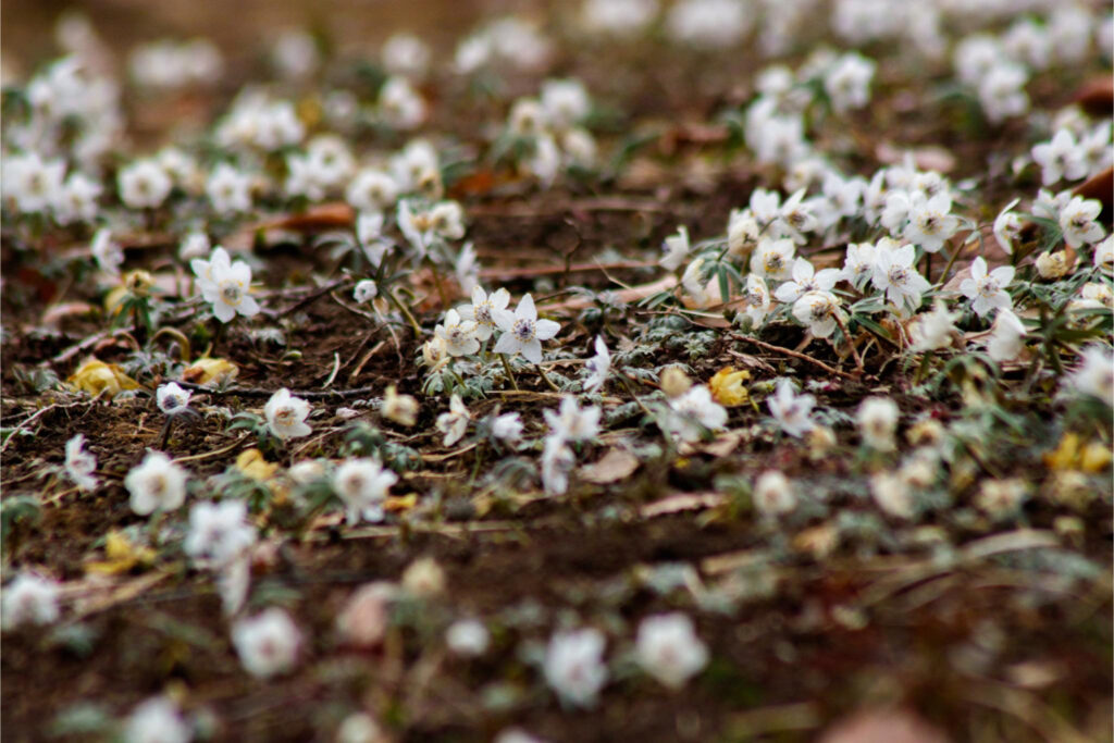 春を感じる日本固有種の花