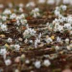 【画像】花好きさんに大人気！　春を感じる日本固有種の花7選 〜 画像1