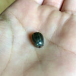 【画像】命に関わる可能性も……？　アウトドアで本当に気をつけたいマダニ対策とは 〜 画像1