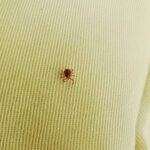 【画像】命に関わる可能性も……？　アウトドアで本当に気をつけたいマダニ対策とは 〜 画像1