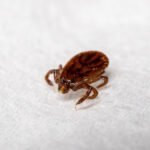 【画像】命に関わる可能性も……？　アウトドアで本当に気をつけたいマダニ対策とは 〜 画像1