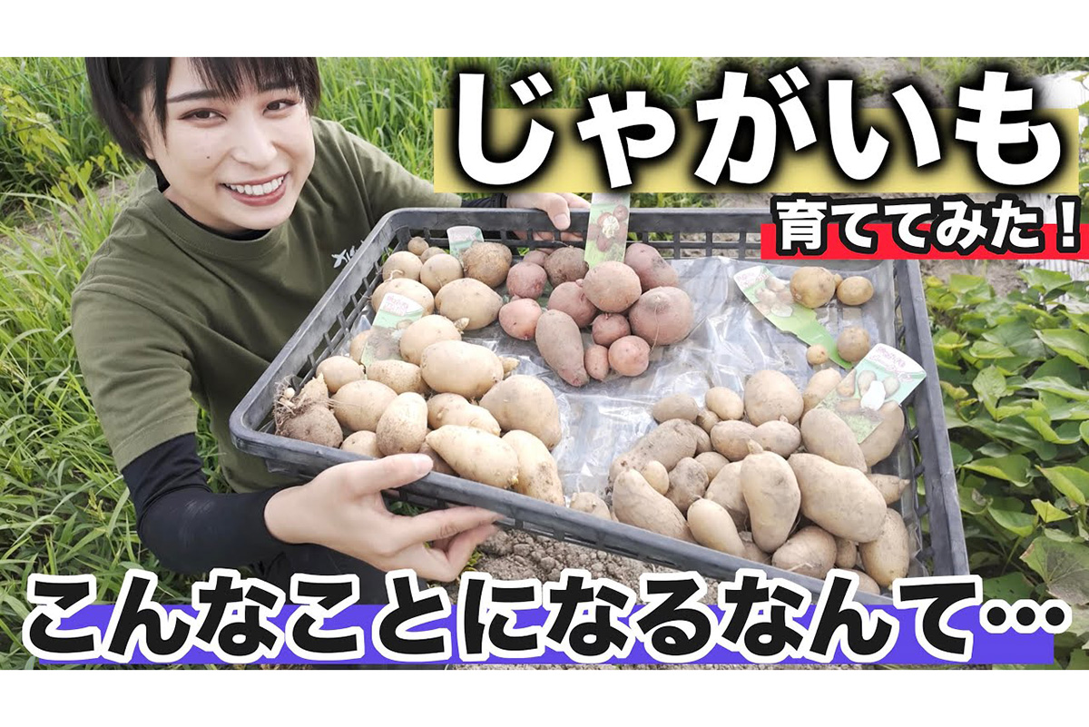 無人島生活へのさらなる一歩！　じゃがいも5品種の育て比べチャレンジに視聴者から応援のコメントが溢れる