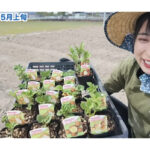 【画像】無人島生活へのさらなる一歩！　じゃがいも5品種の育て比べチャレンジに視聴者から応援のコメントが溢れる 〜 画像1