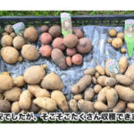【画像】無人島生活へのさらなる一歩！　じゃがいも5品種の育て比べチャレンジに視聴者から応援のコメントが溢れる 〜 画像1