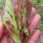 【画像】「ブッシュクラフト」よりも過酷？　“生きるための知恵”を育てる「サバイバルキャンプ」とは 〜 画像1