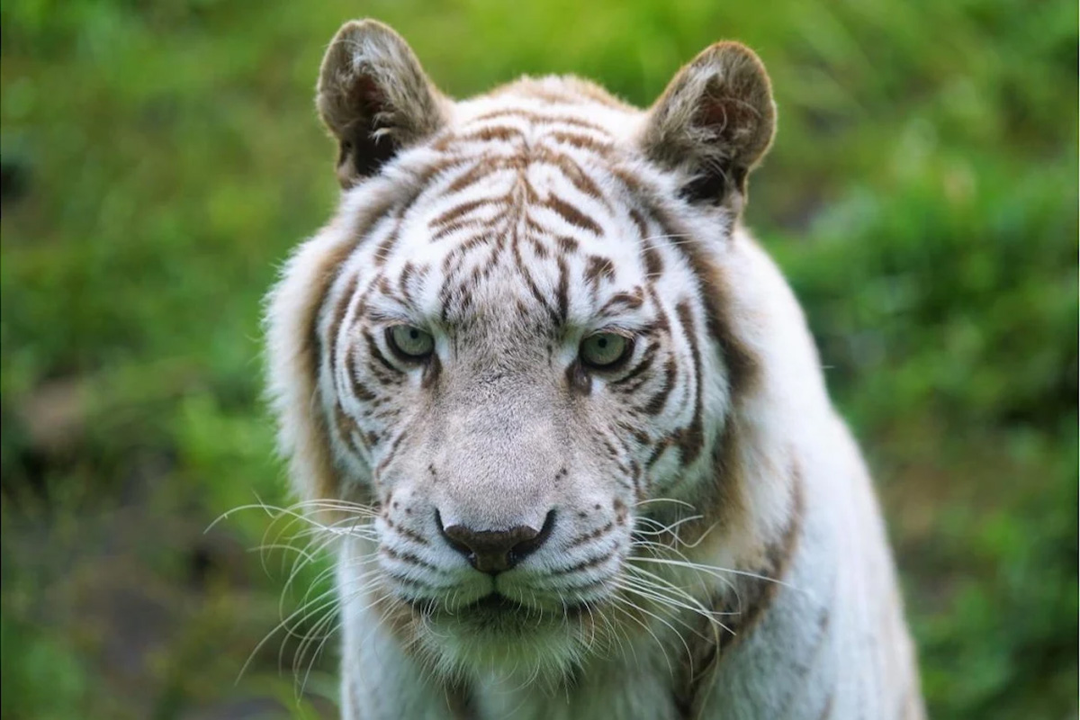 迫力満点過ぎる！　動物たちが間近に感じられるおすすめの「サファリパーク」3選