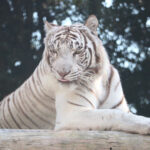 【画像】迫力満点過ぎる！　動物たちが間近に感じられるおすすめの「サファリパーク」3選 〜 画像1