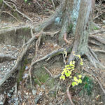 【画像】陣馬山から高尾山へ5時間半のロングトレイル！　山火事注意のヘトヘト凍れる快晴の「冬ハイキング」で危ない転倒体験 〜 画像1