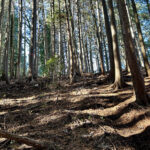 【画像】陣馬山から高尾山へ5時間半のロングトレイル！　山火事注意のヘトヘト凍れる快晴の「冬ハイキング」で危ない転倒体験 〜 画像1