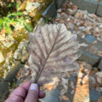 【画像】陣馬山から高尾山へ5時間半のロングトレイル！　山火事注意のヘトヘト凍れる快晴の「冬ハイキング」で危ない転倒体験 〜 画像1