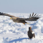 【画像】「ただ眺めるだけでしょ？」と思ってる人へ　オホーツクで楽しむ「流氷体験」 〜 画像1