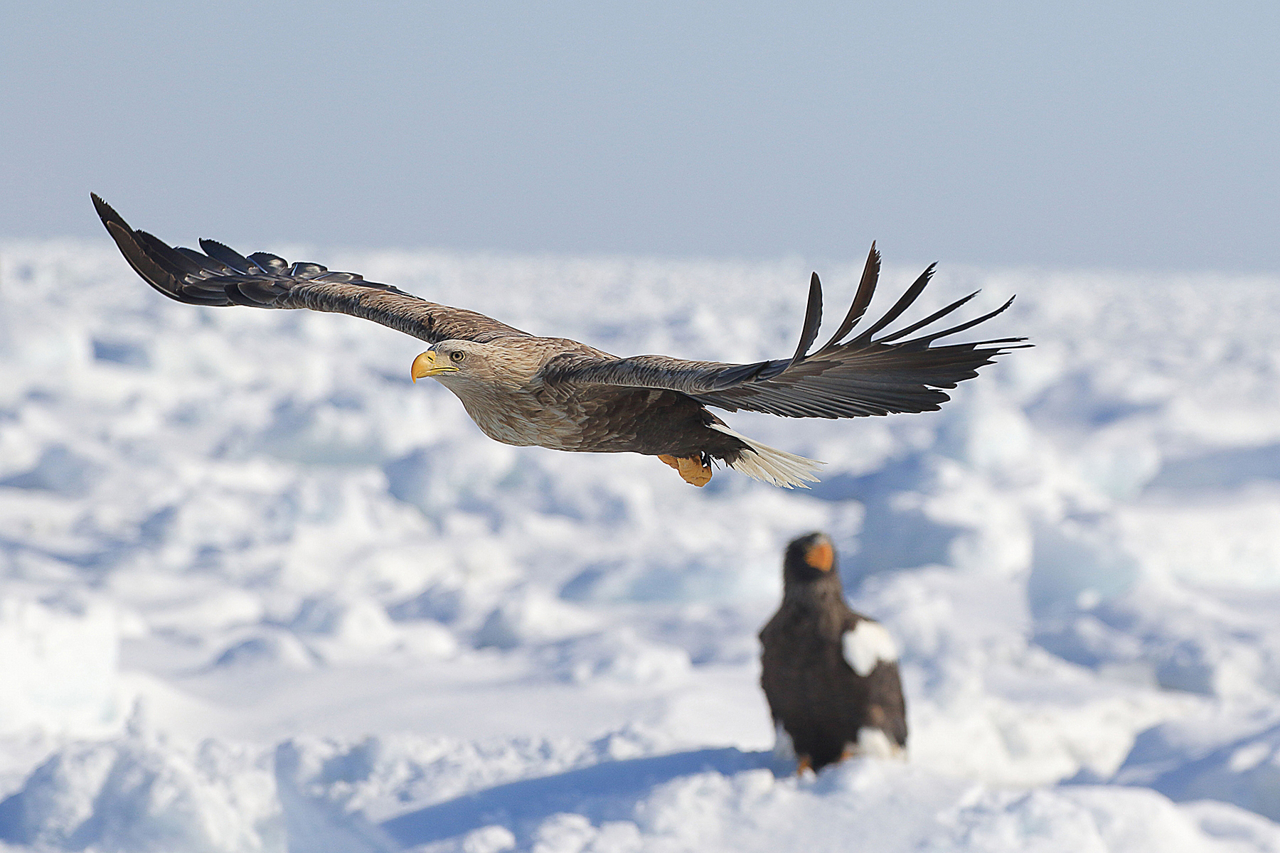 天然記念物のオオワシ