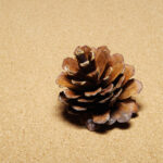 【画像】親子で楽しむだけじゃない！　大人だからこそ味わえるネイチャークラフトの世界とは 〜 画像1