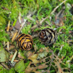 【画像】親子で楽しむだけじゃない！　大人だからこそ味わえるネイチャークラフトの世界とは 〜 画像1